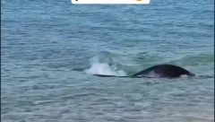 OVO JE SRBIMA OMILJENA PLAŽA U GRČKOJ Sada se tu pojavilo stvorenje koje je ostavilo sve u ČUDU (VIDEO)