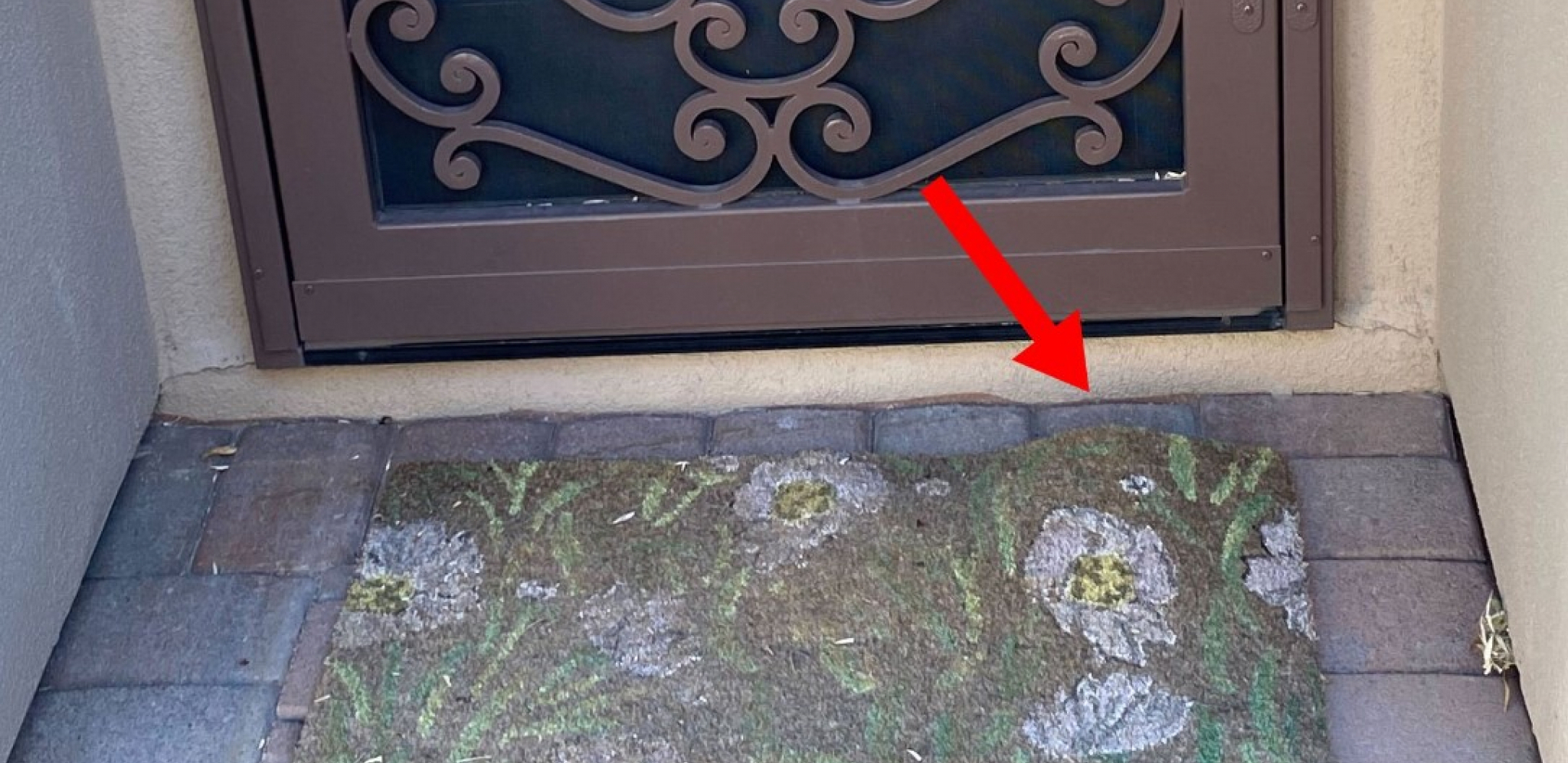 OVE OPASNE ŽIVOTINJE SVE VIŠE IMA U SRBIJ Evo šta da uradite ako se sretnete licem u lice sa jednom od njih (FOTO)