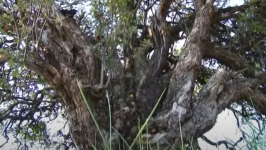 MILETA JE HTEO DA POSEČE UKLETO DRVO, A KADA JE ZAMAHNUO SEKIROM... Seljaci kažu da u krošnji raste čudno voće koje niko ne sme da proba! Svi se krste kada prođu ovuda
