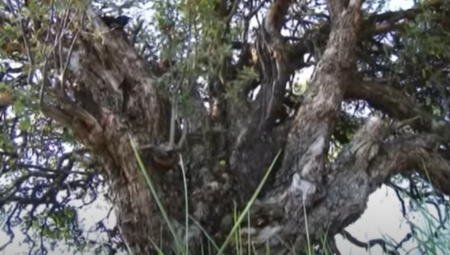 MILETA JE HTEO DA POSEČE UKLETO DRVO, A KADA JE ZAMAHNUO SEKIROM... Seljaci kažu da u krošnji raste čudno voće koje niko ne sme da proba! Svi se krste kada prođu ovuda