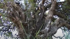 MILETA JE HTEO DA POSEČE UKLETO DRVO, A KADA JE ZAMAHNUO SEKIROM... Seljaci kažu da u krošnji raste čudno voće koje niko ne sme da proba! Svi se krste kada prođu ovuda