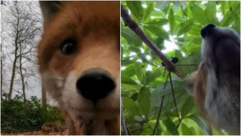 ZVER "UKRALA" TELEFON I SNIMILA SEBE KAKO BEŽI Neverovatan snimak oduševio ljude na mrežama (VIDEO)