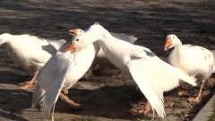 "ŽUĆKO" NOVI ŠAMPION "GUSANIJADE"! Pobedio "Crvenog" (FOTO)