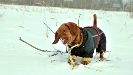INDUSTRIJE MODE ZGRĆU VELIKE PARE? Paprene cene jakni za pse, oglasio se veterinar