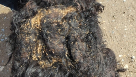 OVA ŽIVOTINJA JE BILA ZAPOSTAVLJENA GODINAMA Kada vidite kako sada izgleda, rasplakaćete se! (FOTO)