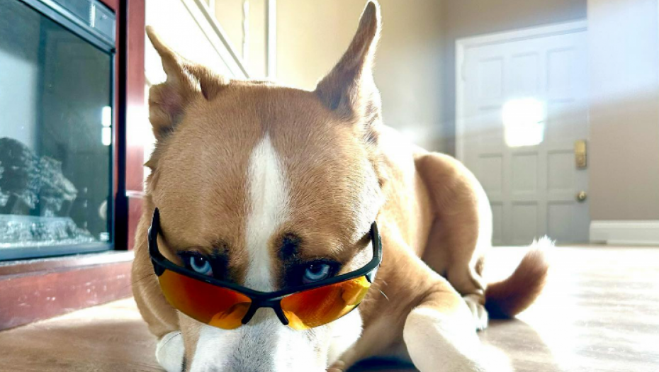 ŠTA JE SA LJUDIMA? Sveštenici za sve žive vrste, opelo za vevericu, blagosiljanje pasa i duhovna podrška za veterinare