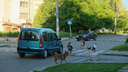 ČOPOR PASA NAPAO PORODICU Horor u Gornjem Milanovcu