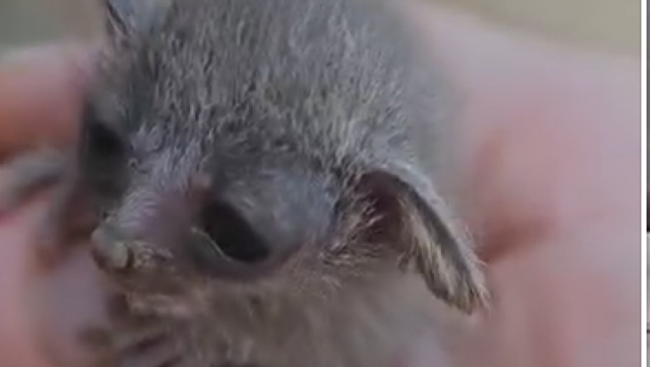 ČULA DA NEKO CVILI IZ ŽBUNJA Žena spasila preslatku životinjicu (VIDEO)