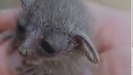 ČULA DA NEKO CVILI IZ ŽBUNJA Žena spasila preslatku životinjicu (VIDEO)
