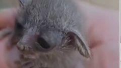 ČULA DA NEKO CVILI IZ ŽBUNJA Žena spasila preslatku životinjicu (VIDEO)