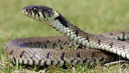 OGROMNA ZMIJA NAĐENA U KUTIJI ZA DONACIJE! Reptil GMIZAO po stvarima, svi postavljaju samo JEDNO pitanje!