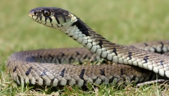 ZASTRAŠUJUĆE Zmija belouška od metar ušla u dvorište porodične kuće u blizini Niša!