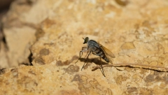 PRENOSE MENINGITIS I LAJŠMANIOZU Evo kako da znate da su vas napali opasni insekti nevidi