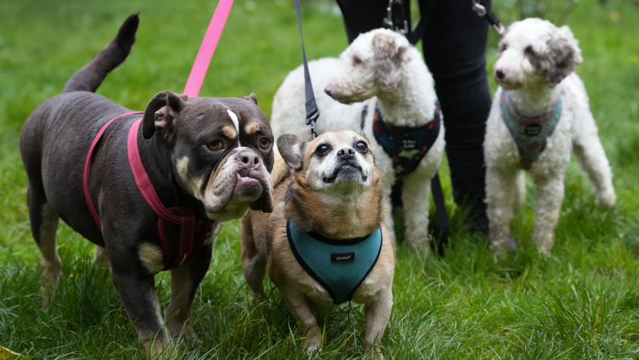 DA TI SE SMUČI ŽIVOT Beograđanka zatekla užasan prizor na Vračaru, pa apelovala na sugrađane da to više ne rade!