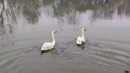 LJUBAVNA PRIČA DVA LABUDA KOJA TOPI I NAJTVRĐA SRCA ,,Bilo je neizvesno da li će preživeti''