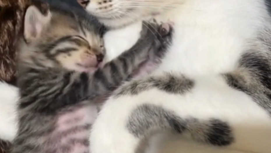 POSLE OVOG SNIMKA NEĆETE MOĆI DA OBUZDATE SUZE Mački su uginula dva mladunca, njena reakcija će vas slomiti (VIDEO)