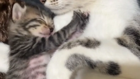 POSLE OVOG SNIMKA NEĆETE MOĆI DA OBUZDATE SUZE Mački su uginula dva mladunca, njena reakcija će vas slomiti (VIDEO)