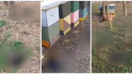 STRAVA I UŽAS KOD KIKINDE Mrtve vrane na sve strane (FOTO)