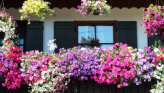 RASCVETALI VODOPAD NA TERASI Pravo je vreme da kupite ovo raskošno cveće, privlačiće poglede sve do jeseni