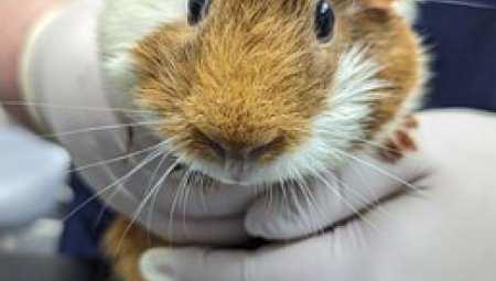 "TREBA MI NOVI VLASNIK" Na stanici pronađeno ostavljeno morsko prase, pored njega stajala poruka zbog koje ljudi LIJU SUZE (FOTO)