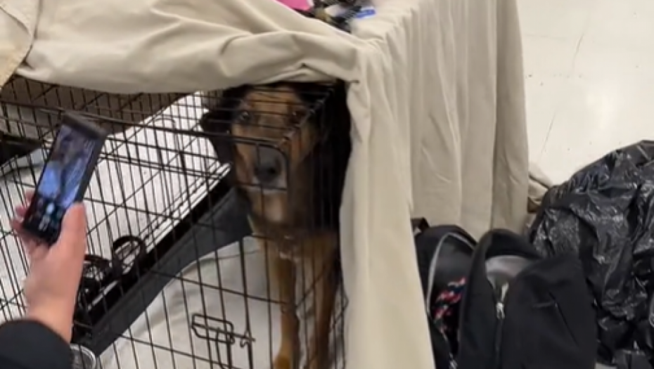 SNIMAK POSLE KOG ĆETE SE RASPLAKATI Tužan pogled ovog psa nikoga neće ostaviti ravnodušnim (VIDEO)