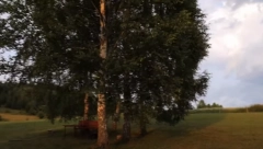 MNOGI U BLIZINI SVOG DOMA IMAJU OVO DRVO Zovu ga "Prolećna infuzija", a može da koristi za mnoge stvari