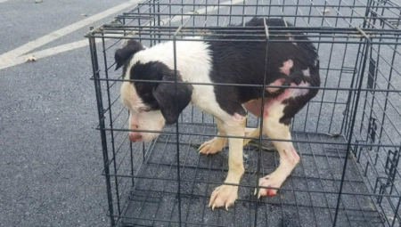 OSTAVLJEN U KAVEZU NA MILOST I NEMILOST Ribar spasio psa iz ledenog jezera, pa mu pružio trajni dom (FOTO)