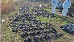 ŠTA SE KRIJE IZA JEZIVOG PRIZORA KOD KIKINDE? Nađeno više od 800 mrtvih ptica, sumnja se da je ovo uzrok