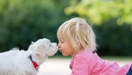OSEĆAJU LI ŽIVOTINJE NAŠ STRAH? Naučnici pronašli neverovatna saznanja testirajući pse i konje