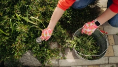 ZABORAVITE NA ČUPANJE KOROVA I BOLNA LEĐA Pospite 1 namirnicu po njemu i biće trajno uništen