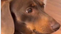 KAKO JE JEDNA UNUKA ODUŠEVILA SVOG DEKU Odvela ga je na nesvakidašnji događaj, pogledajte kako se raspametio od sreće