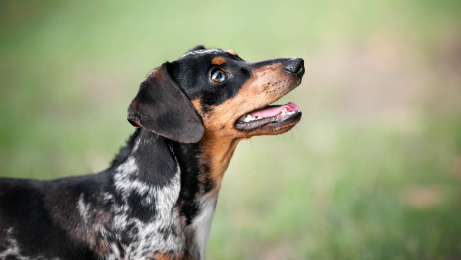 PRESLATKA REAKCIJA OVOG OCA DIRNUĆE VAS U SRCE! Tata jazavičar prvi put upoznaje bebu! (VIDEO)