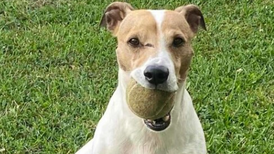 AKO STE VIDELI OVOG PSA, NAGRADA JE 100.000 DINARA Ima jedinstveni beleg kod oka, Nikola ne žali para za ljubimca