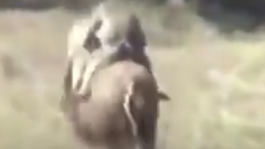 PETOM BRZINOM U KRIVINU Majmuni našli "prevozno sredstvo" (VIDEO)