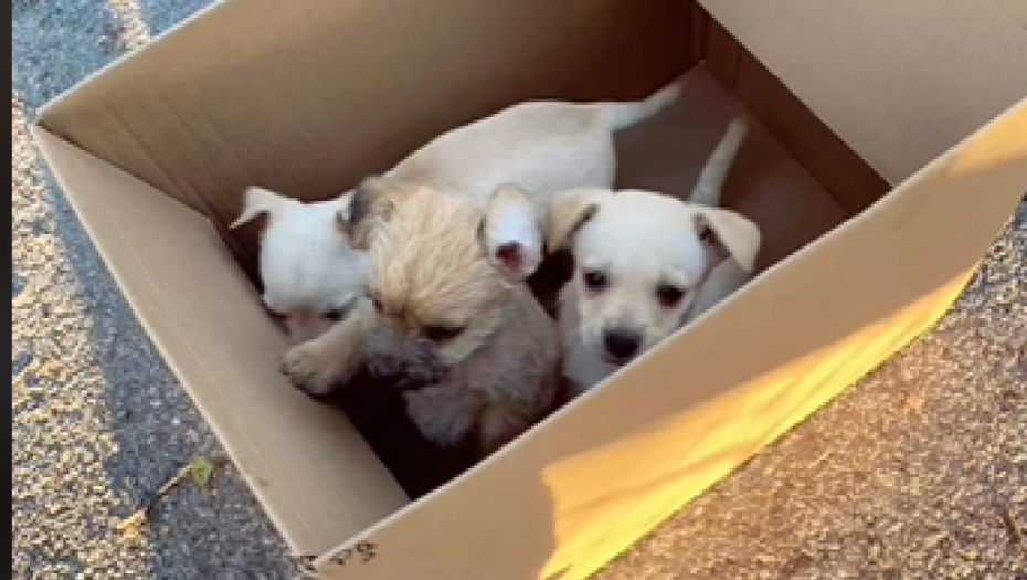 SNIMAK TERA SUZE NA OČI Preslatko štene je nestalo, usledila je potraga, a onda...(VIDEO)