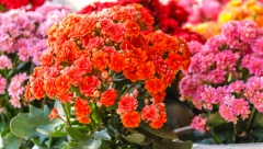 KALANHOJA JE SIMBOL VEČNE LJUBAVI Evo kako se neguje da bi imala predivne raskošne cvetove