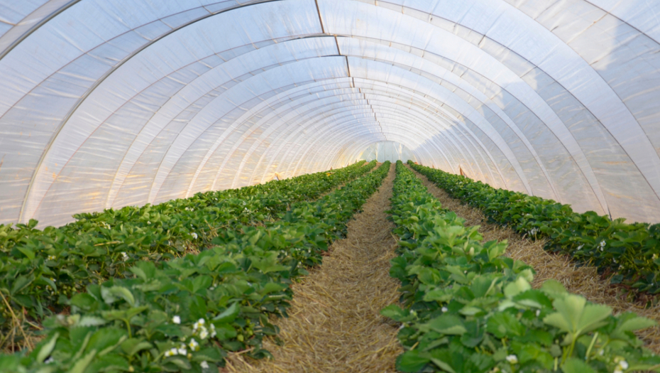 ZARAĐUJU VIŠE OD PROSEČNE PLATE Ove biljke su sve popularnije, gaje se na malom prostoru, a donose mnogo novca
