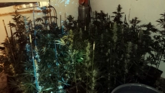 PRONAŠLI MU LABORATORIJU ZA UZGOJ MARIHUANE Pored droge policija kod N. Đ. (34) iz Beograda otkrila i municiju