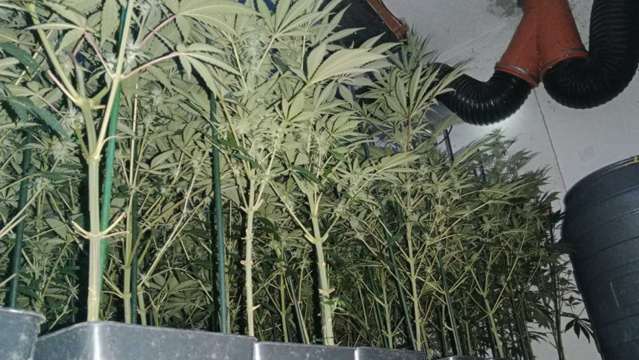 HAPŠENJE U NOVOM SADU Policija je pronašla  laboratoriju za uzgoj marihuane sa 200 stabljika