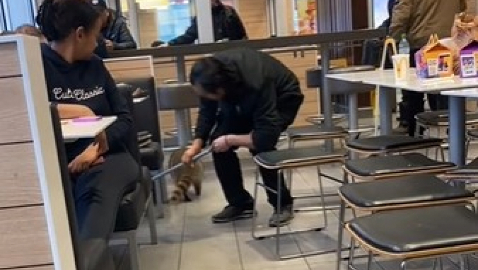 DIVLJA ZVER UŠLA U RESTORAN PA NAPRAVILA HAOS Terali ga metlom, mamili piletinom, a onda... (VIDEO)