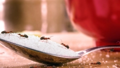 Bežaće glavom bez obzira: Rešite se mrava sa ovim jeftinim proizvodom, više se neće vraćati u vaš dom