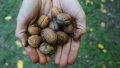 BRZO I LAKO OČISTITE RUKE OD ORAHA Uz pomoć ove jedne jeftine namirnice!