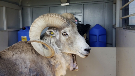 FARMERU PRETI PET GODINA ZATVORA U brdima gajio ovce mutante, policija mu upala na imanje