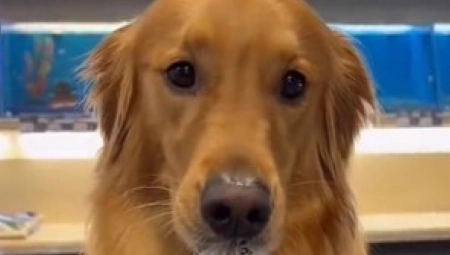 SNIMAK OVOG PRESLATKOG RETRIVERA ĆE VAS NASMEJATI DO SUZA ,,Tedi je savršen!'' (VIDEO)