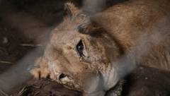 NAJTUŽNIJI ZOO VRT NA SVETU Vlasnik je bankrotirao, šta će biti sa 400 životinja koje tamo žive