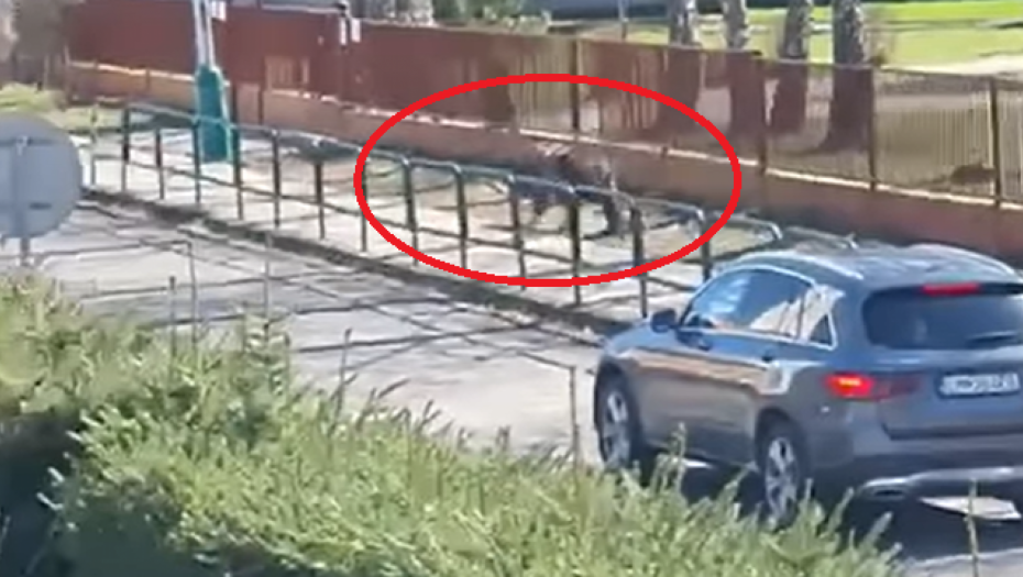 MEDVED POBEGAO, TRČI PO CENTRU GRADA, UBIO JE TATJANU? Nju su našli mrtvu, njega lovi policija, ljudi snimaju ZVERKU prestrašeni (VIDEO)