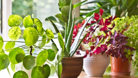 OVIH DEVET BILJAKA UBIJAJU SREĆU U KUĆI, SEDMA JE OMILJENA SRBIMA Odmah ih izbacite ako želite mir i pozitivnu energiju!