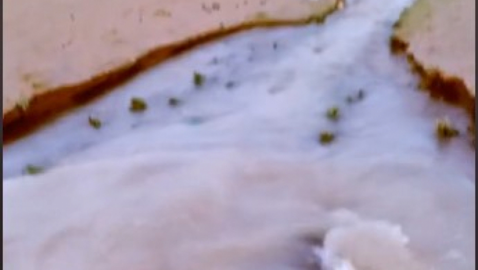 RIBA, ILI NEŠTO DRUGO? Misteriozno stvorenje izranja iz mutne vode, dobro protrljajte oči! (VIDEO)