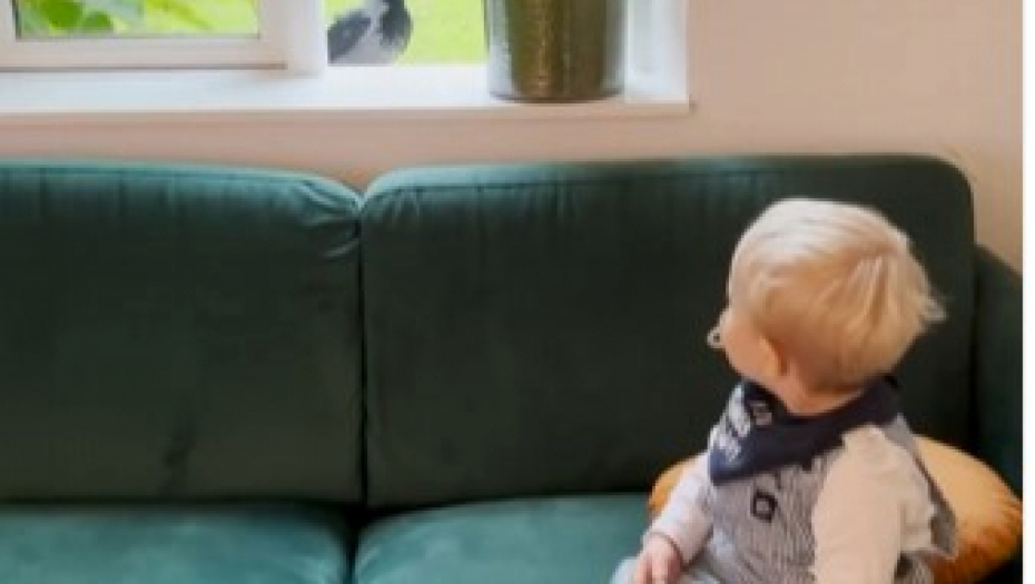 RASEL I OTO SU NAJBOLJI DRUGARI Snimak dirljivog prijateljstva između bebe i vrane će vam izmamiti suze! (VIDEO)