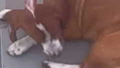 JEZIVA SCENA U JAGODINI, PSA UPUCALI U GLAVU Životinja se danima mučila i krvarila na ulici (UZNEMIRUJUĆE)